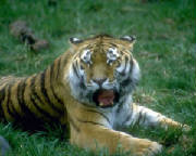 layingdowntiger.jpg